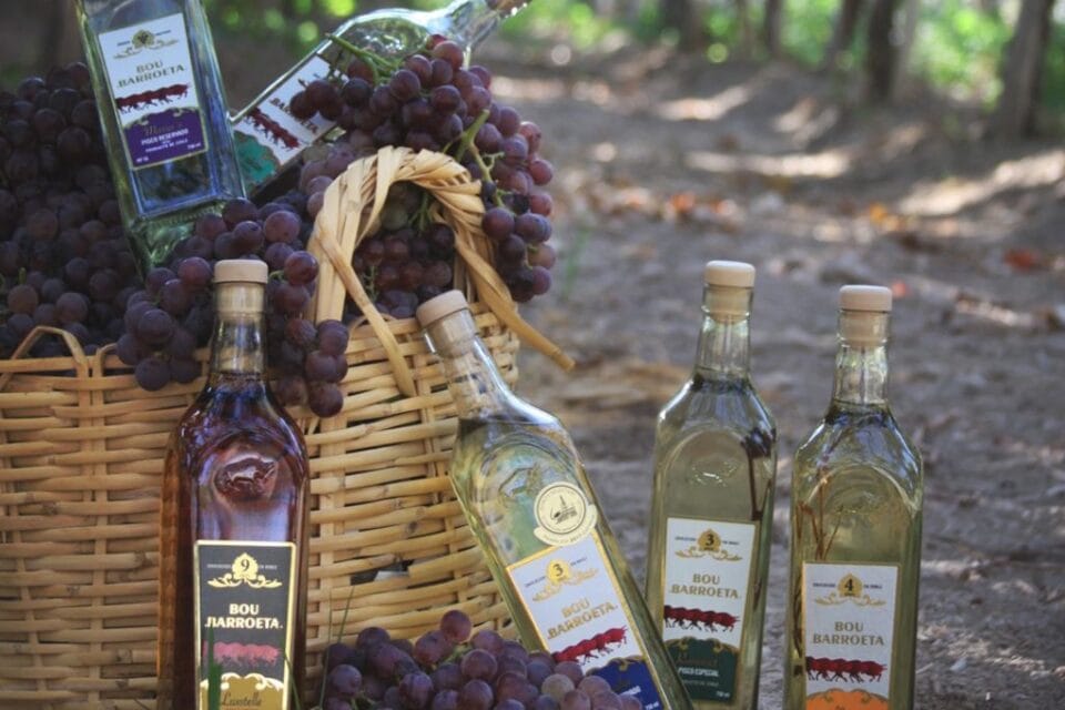 Día del Pisco 2025: Una celebración por la historia y la excelencia